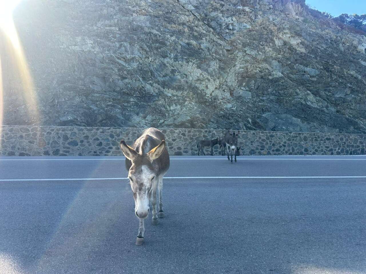 Marmaris-Datça Yolunda Başıboş Eşekler Tehlike Saçıyor 4